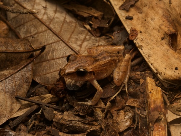 unidentified species (Craugastor sp 2)