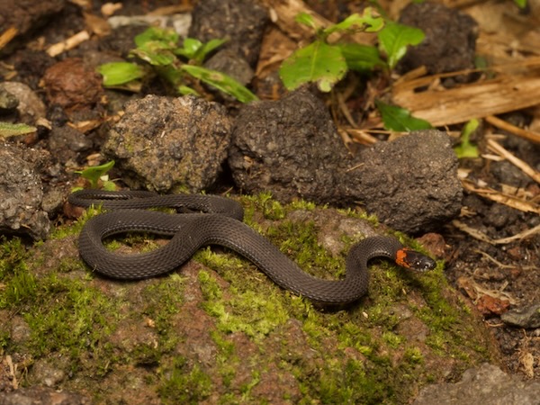 Ringneck Coffee Snake (Ninia diademata)