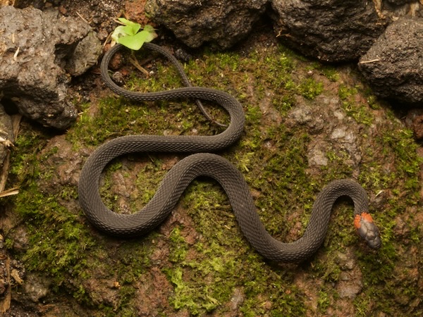 Ringneck Coffee Snake (Ninia diademata)