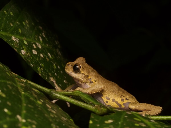 Matuda’s Spikethumb Frog (Plectrohyla matudai)