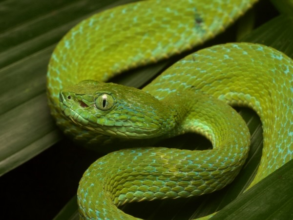 Guatemala Palm Pit Viper (Bothriechis bicolor)