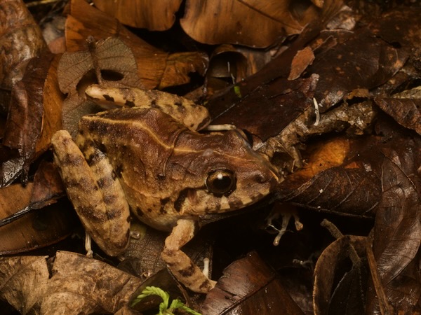 no known English name (Craugastor rupinius)