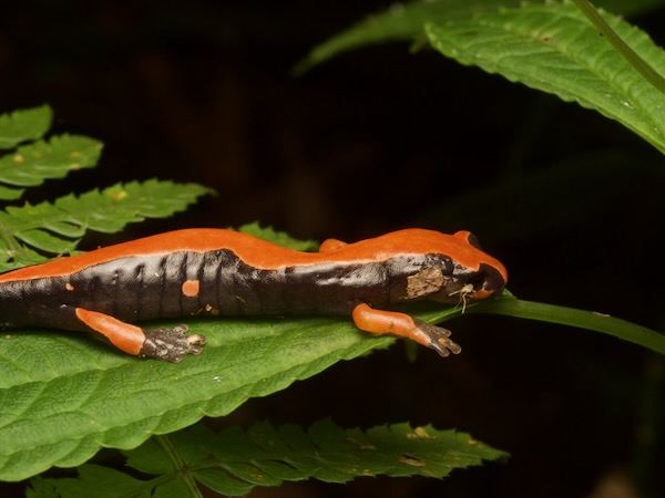 Lincoln’s Mushroomtongue Salamander (Bolitoglossa lincolni)