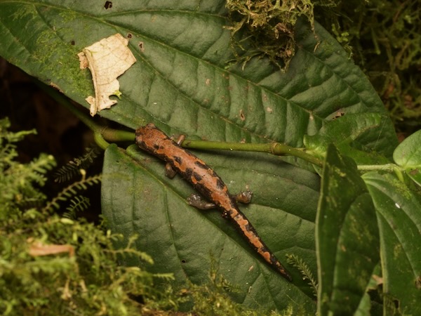 Lincoln’s Mushroomtongue Salamander (Bolitoglossa lincolni)