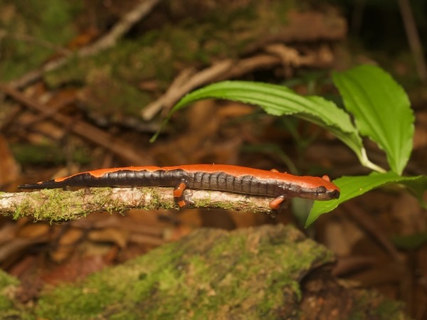 Lincoln’s Mushroomtongue Salamander (Bolitoglossa lincolni)