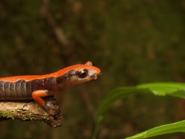 Lincoln’s Mushroomtongue Salamander (Bolitoglossa lincolni)