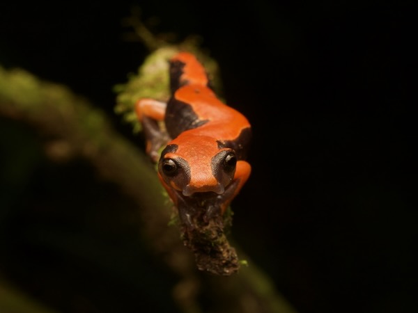 Lincoln’s Mushroomtongue Salamander (Bolitoglossa lincolni)