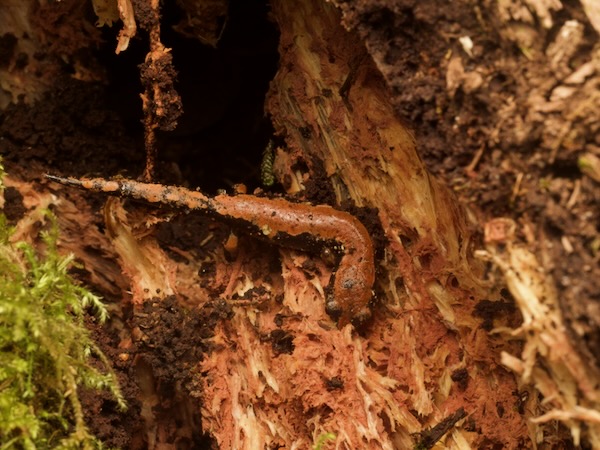 Lincoln’s Mushroomtongue Salamander (Bolitoglossa lincolni)