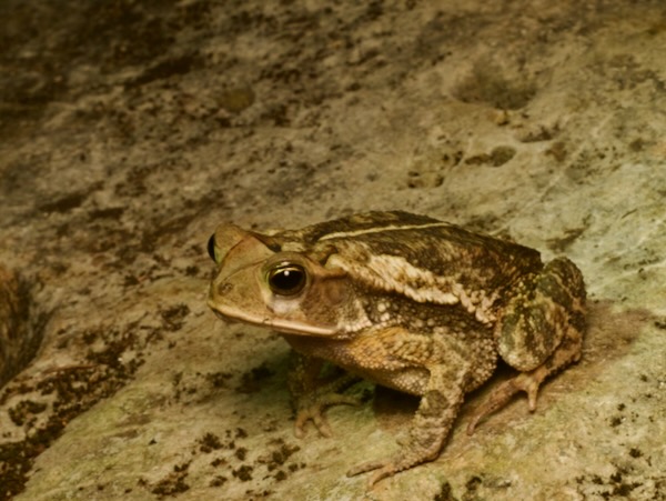 Central American Gulf Coast Toad (Incilius valliceps)