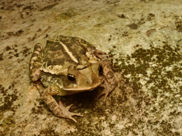 Central American Gulf Coast Toad (Incilius valliceps)