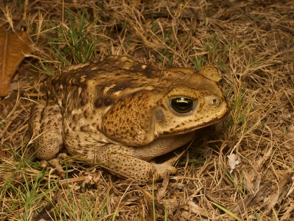 Giant Toad (Rhinella horribilis)