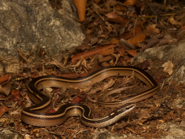Sooty Black-striped Snake (Coniophanes piceivittis)