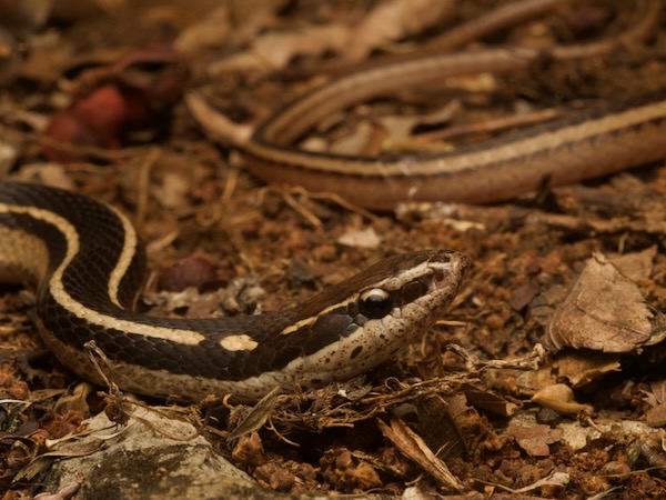 Sooty Black-striped Snake (Coniophanes piceivittis)