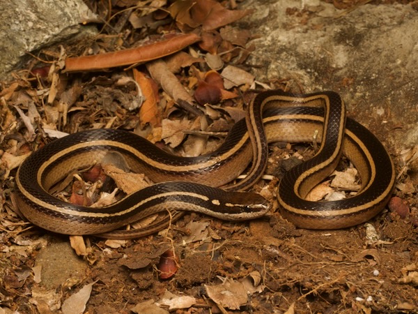Sooty Black-striped Snake (Coniophanes piceivittis)