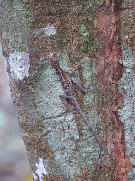 Rodriguez’s Anole (Anolis rodriguezii)