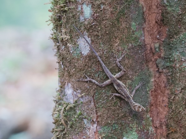 Rodriguez’s Anole (Anolis rodriguezii)