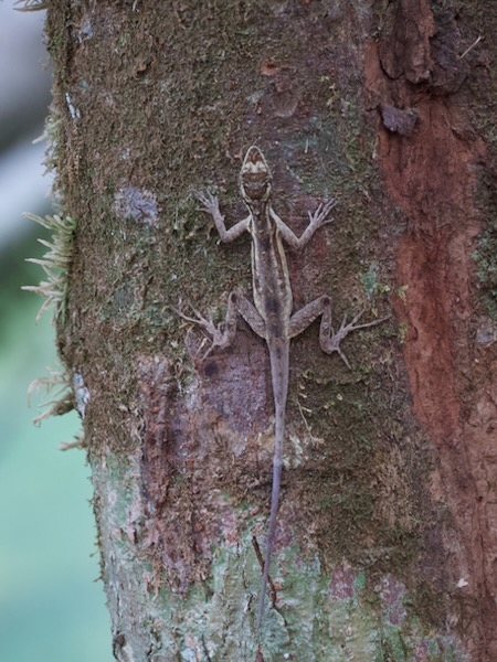 Rodriguez’s Anole (Anolis rodriguezii)