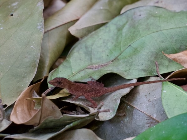 Lesser Scaly Anole (Anolis uniformis)