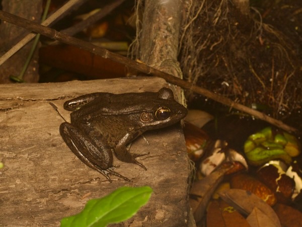 Brown’s Leopard Frog (Lithobates brownorum)