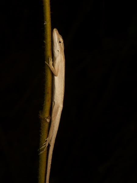 Rodriguez’s Anole (Anolis rodriguezii)
