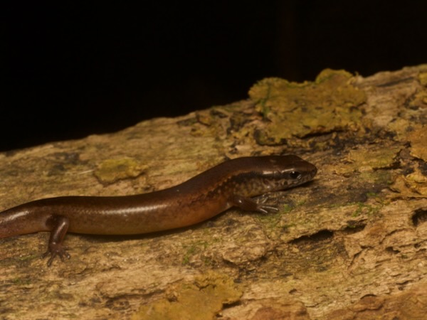 Striped Litter Skink (Scincella cherriei)