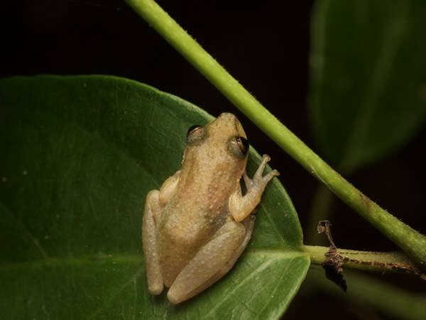 Stauffer’s Tree Frog (Scinax staufferi)