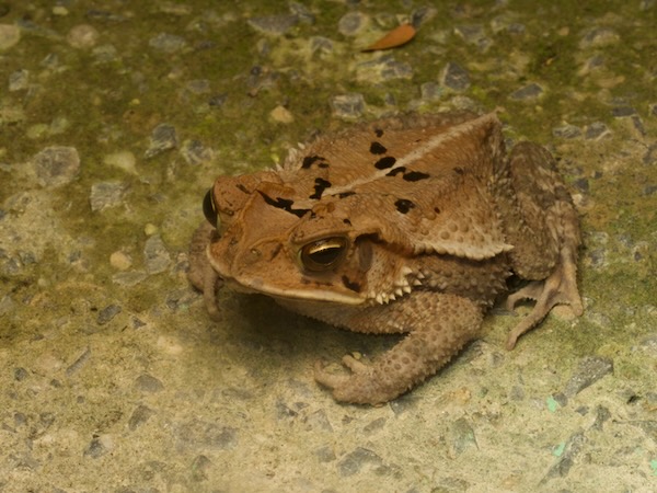Central American Gulf Coast Toad (Incilius valliceps)