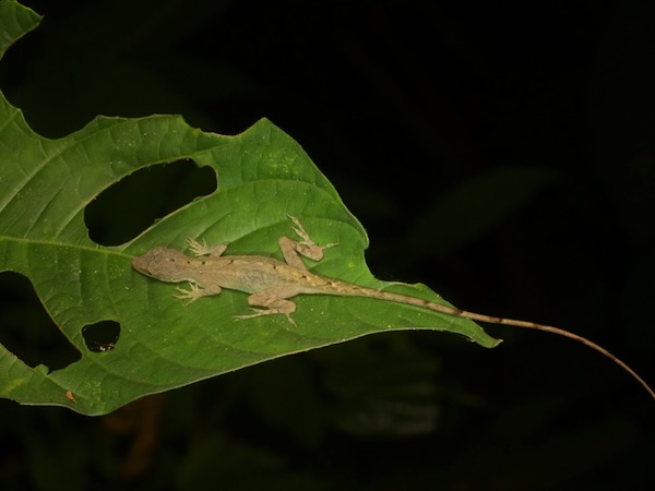 Rodriguez’s Anole (Anolis rodriguezii)