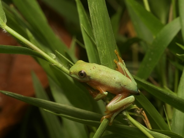 Taylor’s Leaf Frog (Agalychnis taylori)