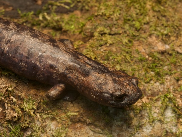 Giant Palm Salamander (Bolitoglossa dofleini)