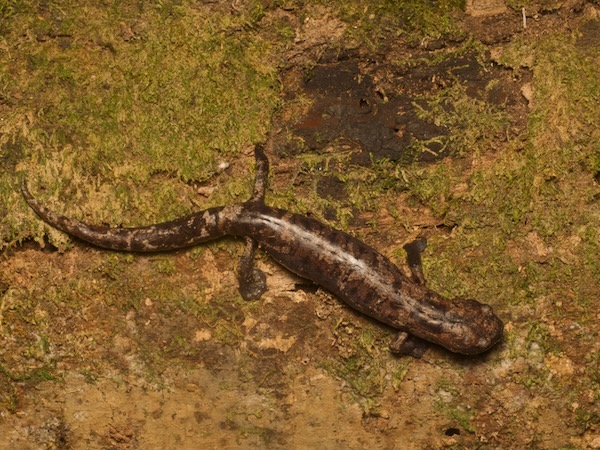 Giant Palm Salamander (Bolitoglossa dofleini)