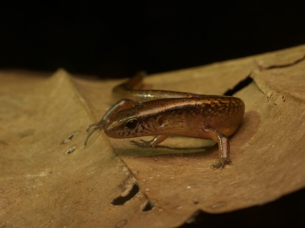 Striped Litter Skink (Scincella cherriei)
