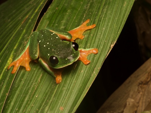 Black-eyed Tree Frog (Agalychnis moreletii)