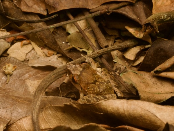 Chac’s Rainfrog (Craugastor chac)