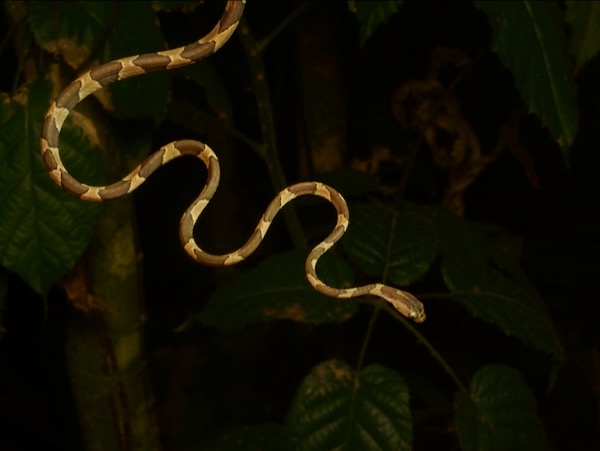 Common Blunt-headed Tree Snake (Imantodes cenchoa)