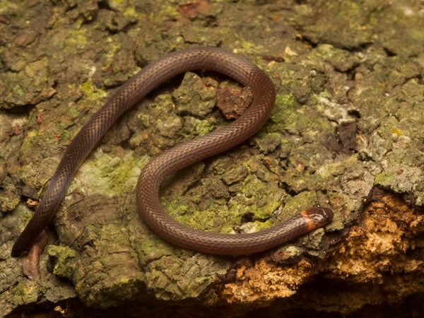 Red Earth Centipede Snake (Tantilla schistosa)