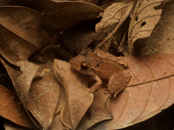 Chac’s Rainfrog (Craugastor chac)