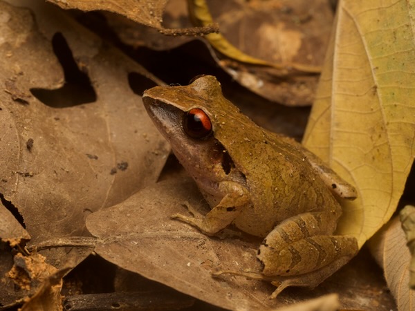 Chac’s Rainfrog (Craugastor chac)