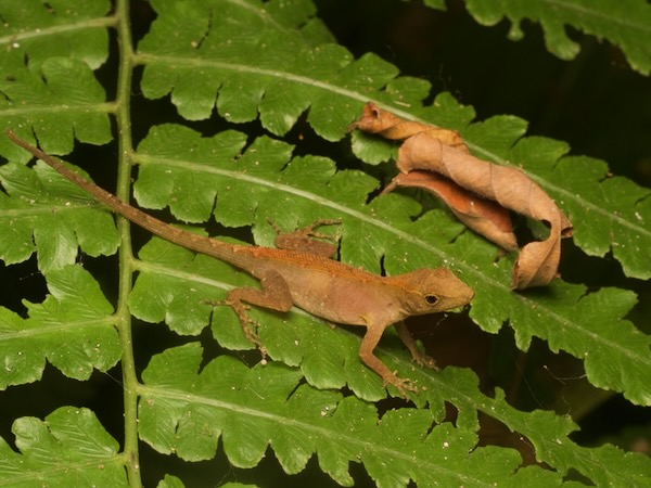 Lesser Scaly Anole (Anolis uniformis)