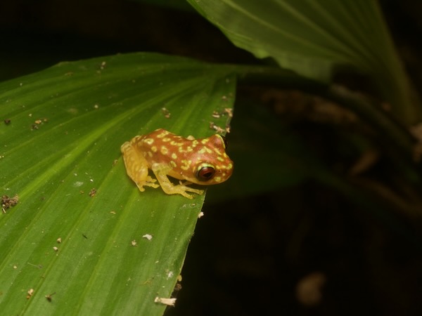 Copan Brook Frog (Duellmanohyla soralia)