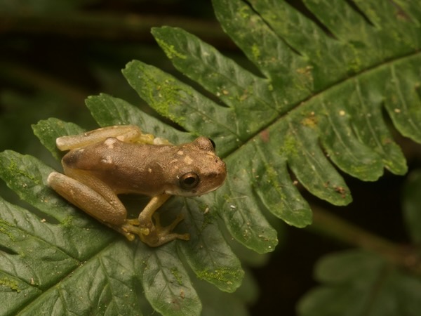 Pine Forest Bromeliad Tree Frog (Bromeliohyla melacaena)