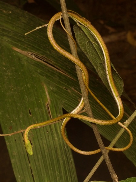 unidentified species (Leptophis sp)