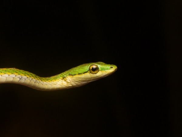 unidentified species (Leptophis sp)