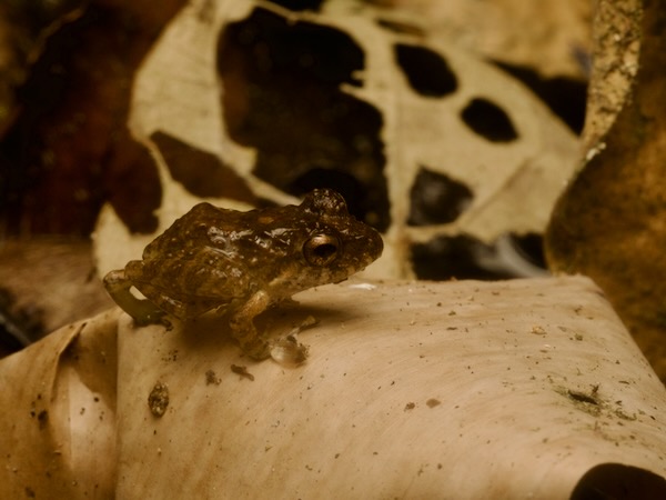 no known English name (Craugastor campbelli)