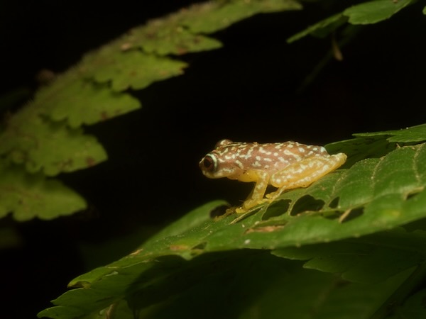 Copan Brook Frog (Duellmanohyla soralia)