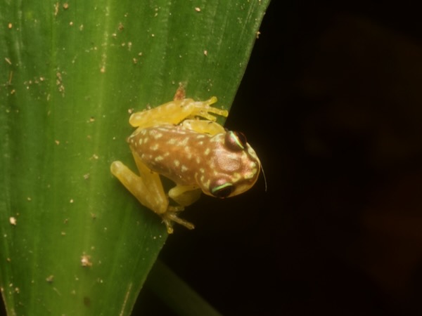 Copan Brook Frog (Duellmanohyla soralia)