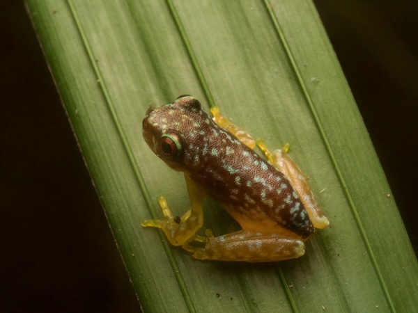 Copan Brook Frog (Duellmanohyla soralia)