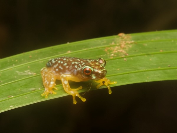 Copan Brook Frog (Duellmanohyla soralia)