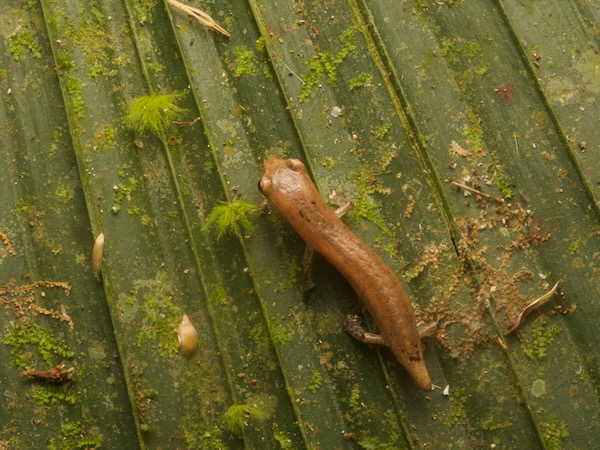 Nymph Salamander (Bolitoglossa nympha)