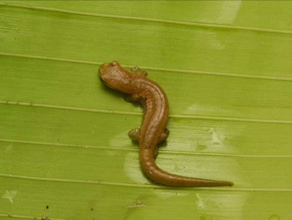 Nymph Salamander (Bolitoglossa nympha)